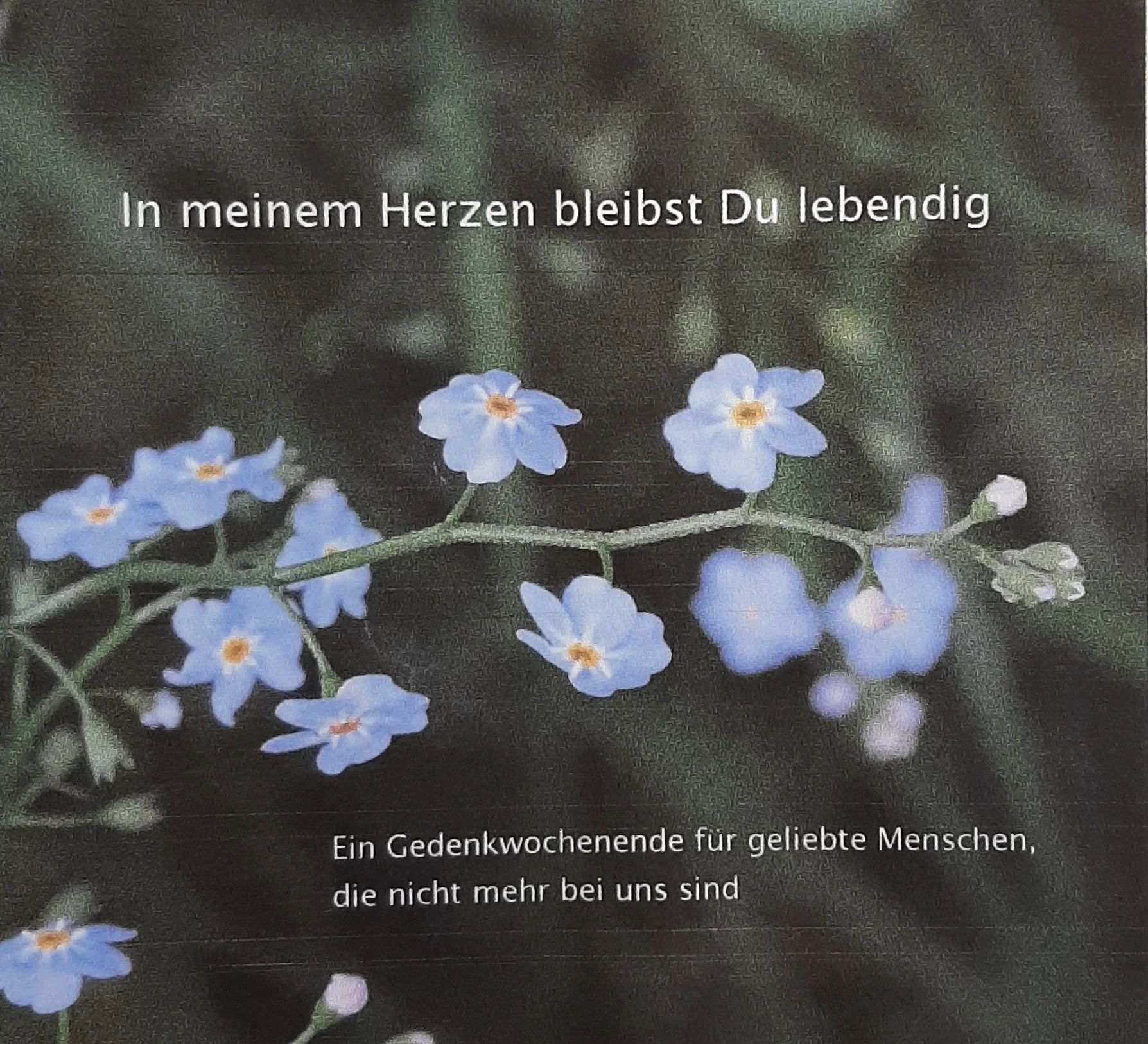 gedenkwochenende-vergissmeinnicht-erinnerung Ankündigung eines Gedenkwochenendes mit blauen Vergissmeinnicht und dem Satz „In meinem Herzen bleibst Du lebendig“.