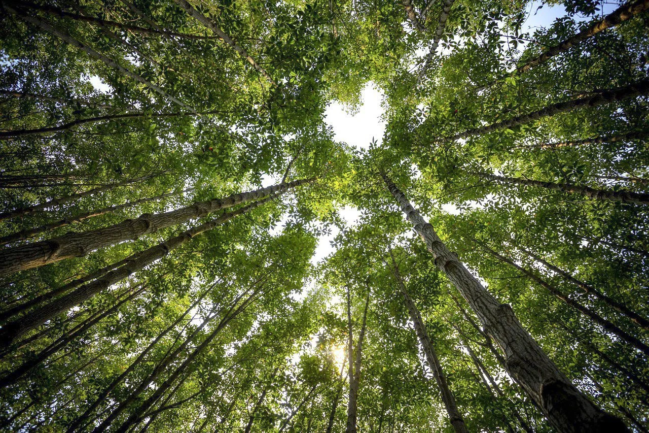 Blick von unten in hohe Baumkronen, durch deren Blätter Sonnenlicht fällt.