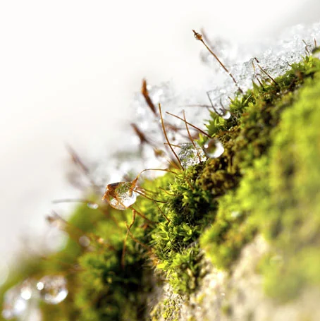 Tautropfen glitzern auf grünem Moos und feinen Pflanzenhalmen.