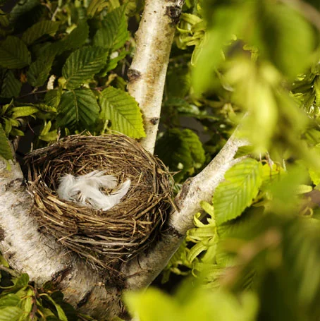 Vogelnest mit Federn im Baum Ein leeres Vogelnest mit hellen Federn liegt zwischen den Ästen eines grün belaubten Baums.